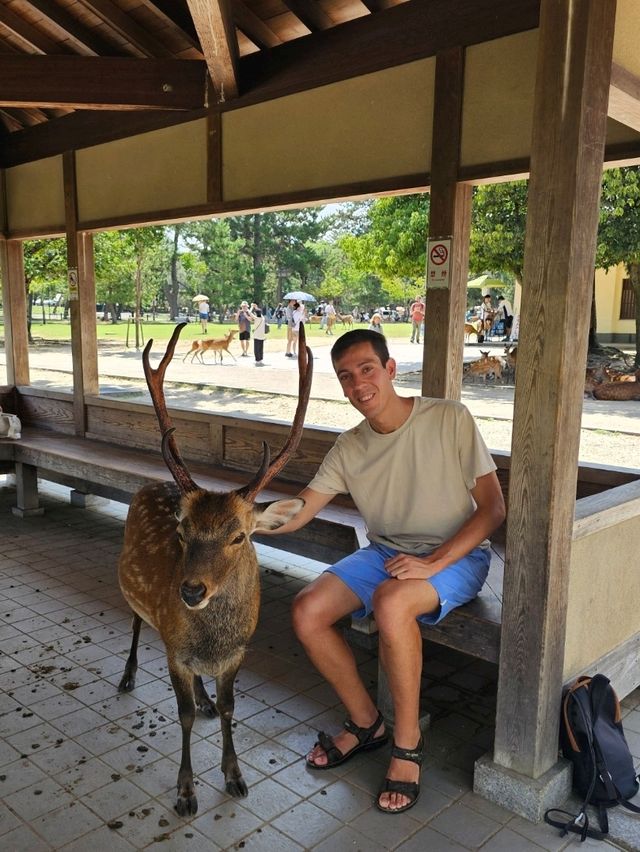 Nara: Where Ancient Japan Walks Beside You