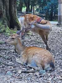 🦌 Nara Day Trip: What to See and How to Get There from Kyoto/Osaka
