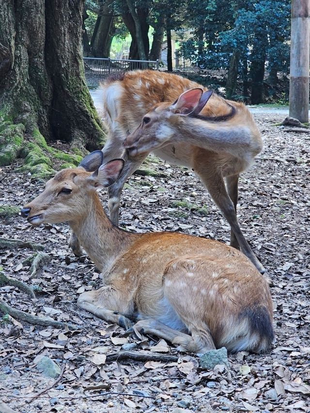 🦌 Nara Day Trip: What to See and How to Get There from Kyoto/Osaka