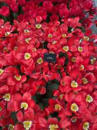Into the World of Tulips: A Journey to Keukenhof