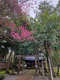 Kanazawa in 3 Days: A Cultural Feast (With Curry on Top!)