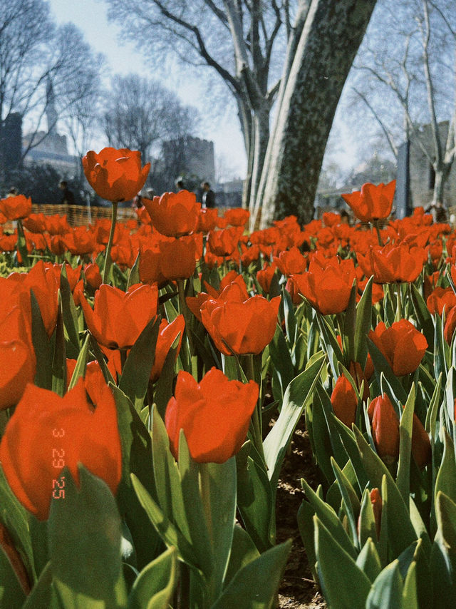 Istanbul Day Trip Itinerary - SPRING EDITIONN 🌸🌷