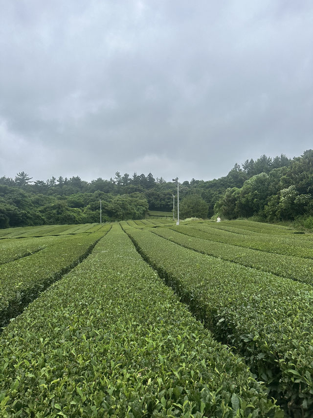🌊 Western Jeju Day Trip: Nature, Culture & Matcha ☁️