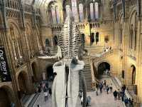 Top Attractions at the Natural History Museum, London 🦕