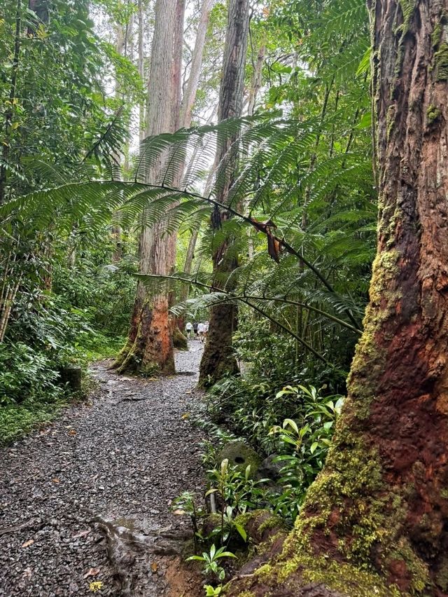Mānoa Falls: Pure Rainforest Magic Just Minutes from Waikiki! 💙🌿