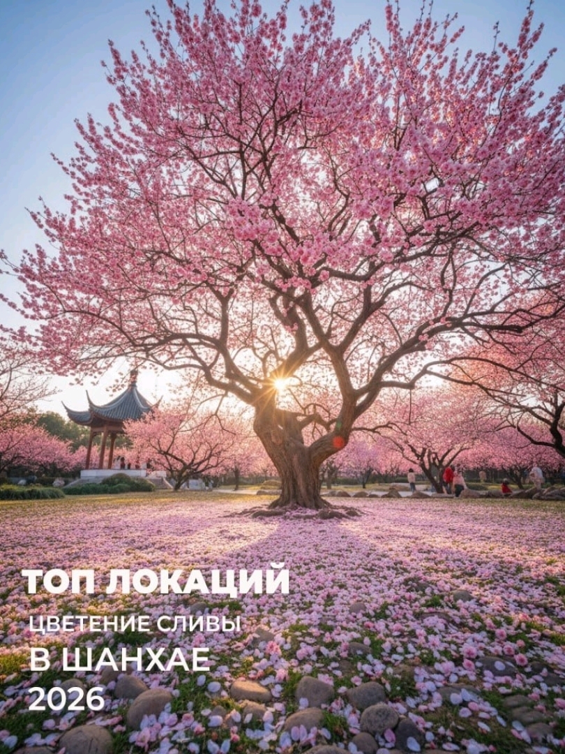 Spring is in full swing in Shanghai ☀️ and the plum blossoms are blooming – in my opinion, they look just as stunning as cherry blossoms. We managed to witness this beauty in a park in the water town of Zhujiajiao.

Here are 4 of the most beautiful locations in the city to enjoy the plum blossoms. Save this 🗺:

🏞 Century Park

    💰 Price: Free

    Located in my favorite district, Pudong, near Lujiazui. There’s a free zone for admiring plum blossoms, along with various events and cultural exhibitions dedicated to the Chinese New Year. Century Park boasts over 30 varieties and around 3,000 trees spread across 100,000 m².

🌿 Shanghai Expo Culture Park

    Name: 世博文化公园 Shanghai Expo Culture Park / Flower Wonderland 2026 Flowers

    💰 Price: Free (entry to the Greenhouse botanical garden - 128¥)

    This park is worth visiting not just for the plum blossoms – until the end of May, there’s a flower festival, so you can enjoy the beauty in March and April. The park features 16 themed zones with various plants, and the plum blossoms are particularly stunning right now. It’s also home to the famous indoor botanical garden Greenhouse 上海世博文化公园, which is highlighted in many Shanghai guides.

🌳 Shanghai Haiwan National Forest Park

    Name: Shanghai Haiwan National Forest Park 上海海湾国家森林公园

    💰 Price: Entry ticket 60¥

    ⏰ Hours: 08:30 – 16:30 (last entry at 15:30)

    This park is massive, and it takes over an hour to get there. To save time, you can take the metro (Line 16 to Dishui Lake station – which is also a beautiful spot) and then a taxi. Until March 22, the park is hosting a Plum Blossom Festival. It’s no wonder – the park has a huge plum plantation with classic garden paths and breathtaking views at every turn. You can take amazing photos along the plum blossom alleys.

🌺 Shanghai Blooming Garden

    Name: Shanghai Blooming Garden 花开海上生态园

    💰 Price: Entry ticket 30¥

    ⏰ Hours: 08:00 – 17:00

    Until March 15, the 9th annual "Plum Blossom Paradise" festival is taking place here. However, the park remains beautiful throughout spring and summer, especially when the poppies bloom. Located in the suburbs of Shanghai, in the town of Zhujing, it’s easiest to get there by train to Jinshan North Station 金山北站 and then take a taxi. The park itself consists of 19 tiny islands, perfect for endless strolls. In early spring, 40 hectares of plum blossoms cover the islands like an untouched layer of snow – it’s simply breathtaking. If I had to choose one place to visit for plum blossoms, it would definitely be this park.