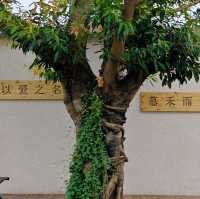 臺山探店②||超正！這裡竟有周傑倫歌裏的稻香🌾『台山慕禾咖啡』