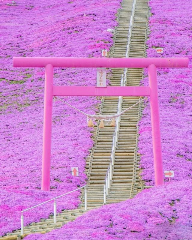 🇯🇵Hokkaido Pink Mound💕Enjoy the romantic cherry blossom sea of spring.