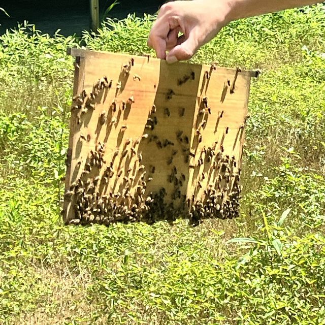 All things 🐝 