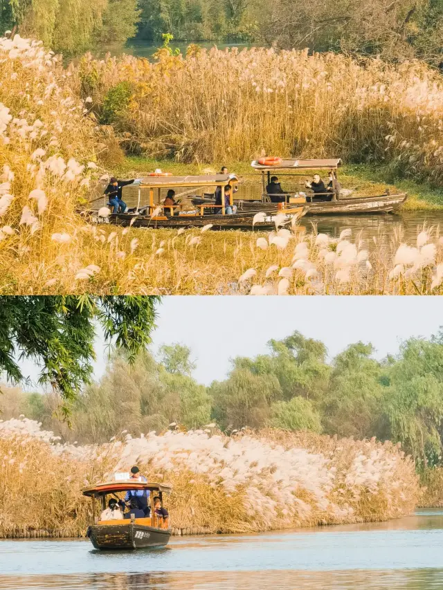 The autumn of Xixi Wetland is incredibly beautiful