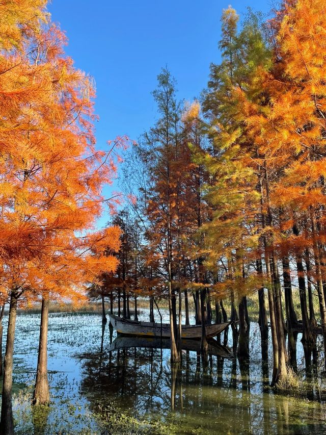 大理小眾觀紅杉景點