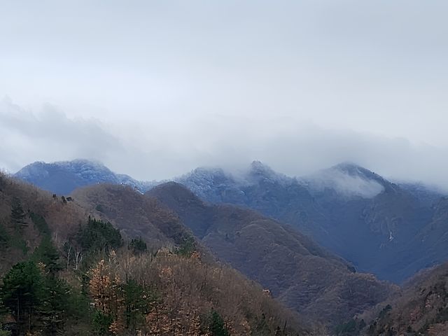 佛坪熊猫基地有四只大熊猫