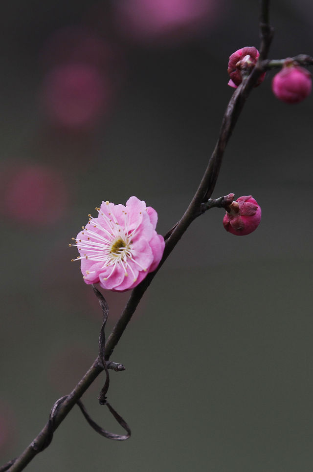 「梅花圖鑑手冊」來了！來西溪秒變植物達人