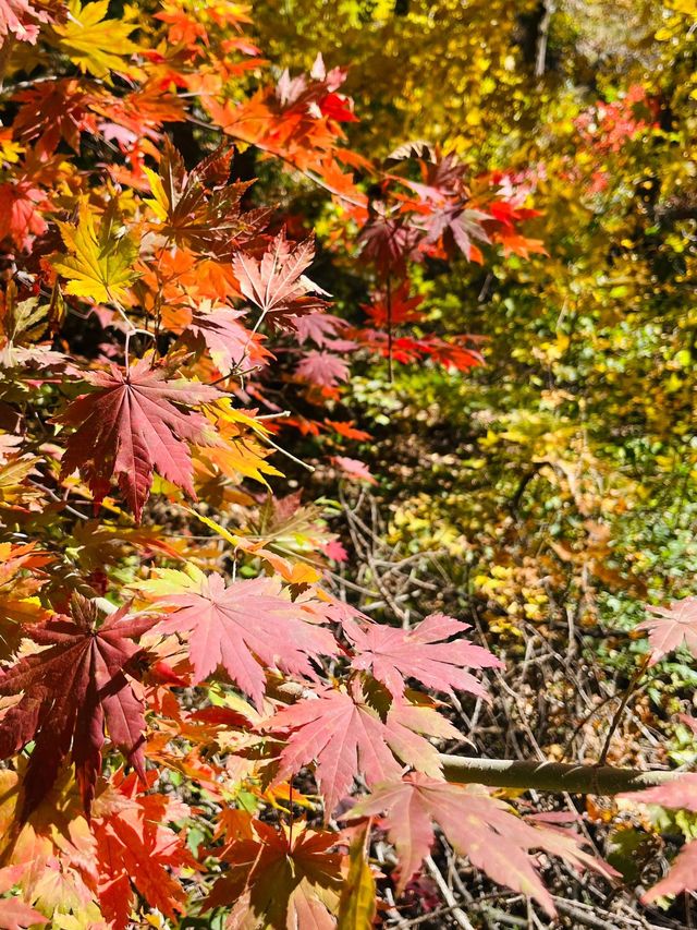 關門山賞楓好去處