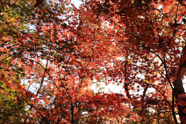 金陵秋色，來自棲霞山的滿山楓紅