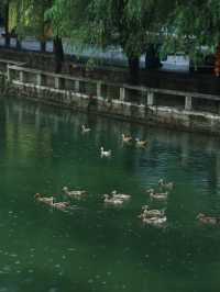 武漢周邊古鎮｜鹹寧劉家橋古民居  武漢周邊居然藏著這麼美的百年古村，青磚瓦房、小橋流水人家，下雨便入