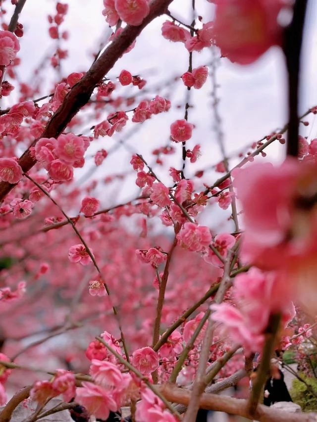 這才1月份，重慶的紅梅就開了！