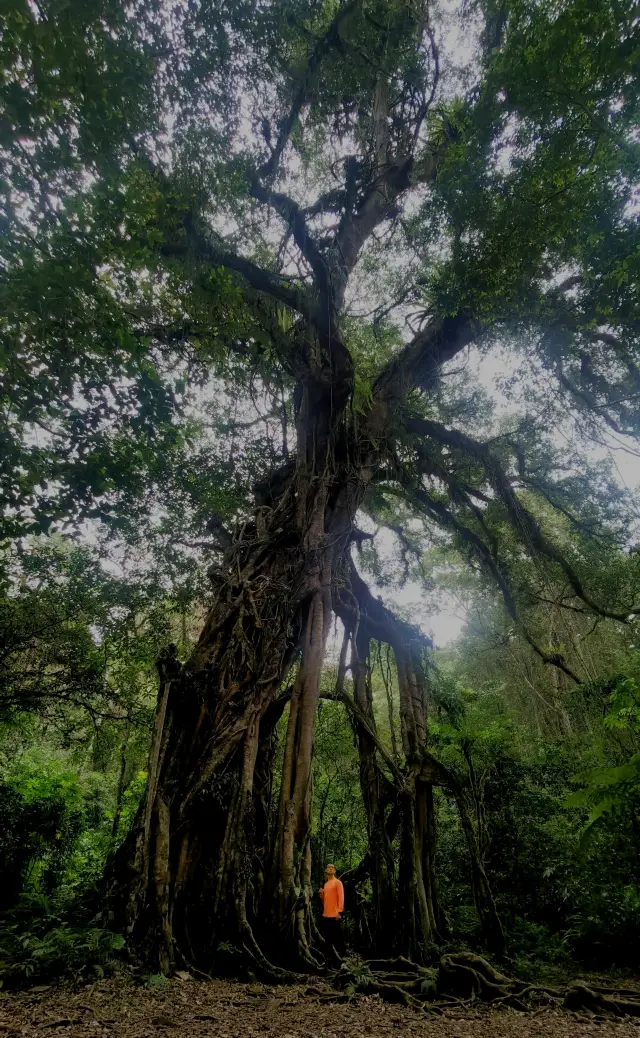 The main attraction of the Bali Botanical Garden is trees