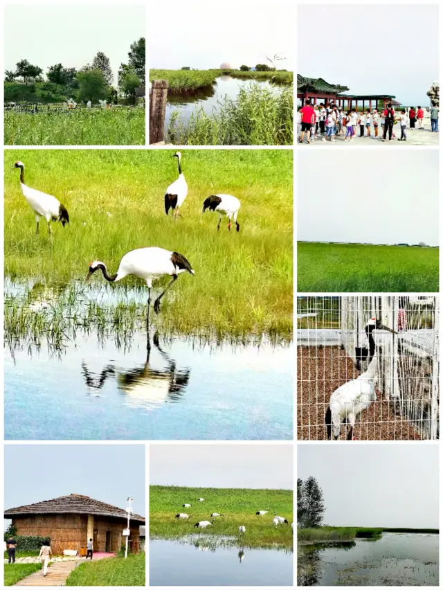 Heilongjiang/Zhalong Wetland/Crane