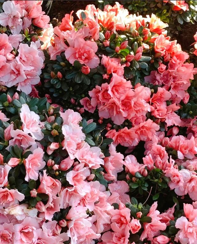 貴州花季超全攻略 貴州花季超全攻略