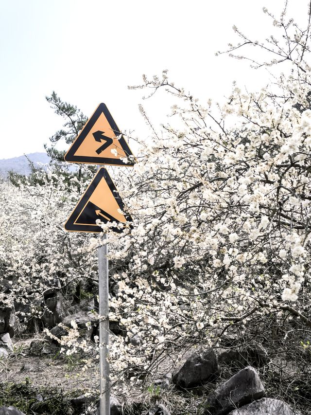 這裡的李花花海好壯觀一起去賞花啦