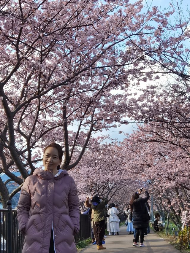 櫻花知識