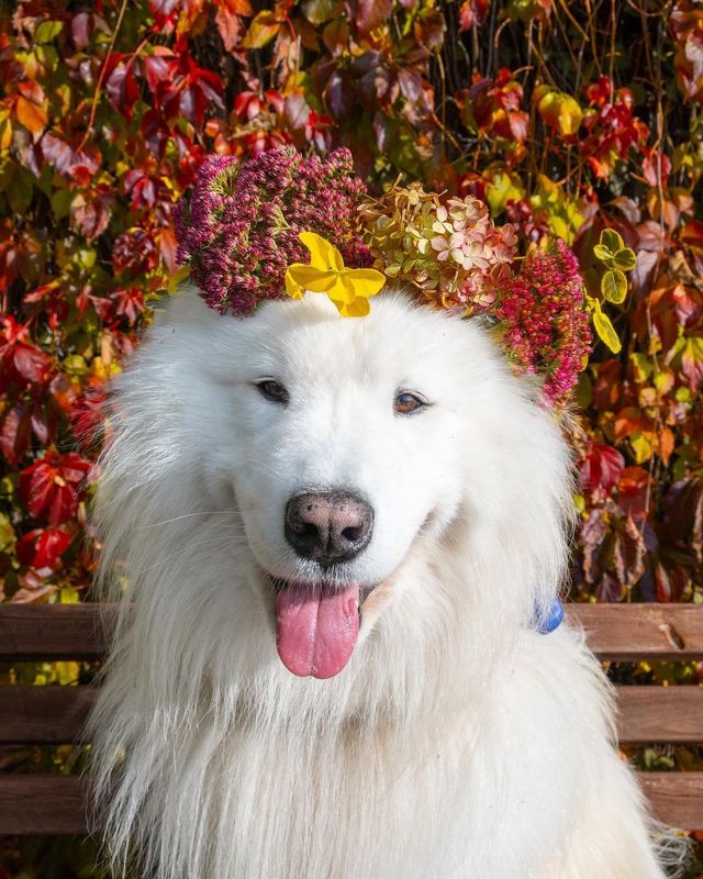 Let's celebrate the arrival of autumn with a charming flower crown! 🌸🍂