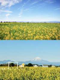 油菜花已滿開免費就能看的東京近郊絕景