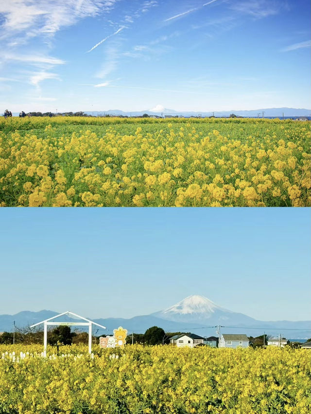油菜花已滿開免費就能看的東京近郊絕景