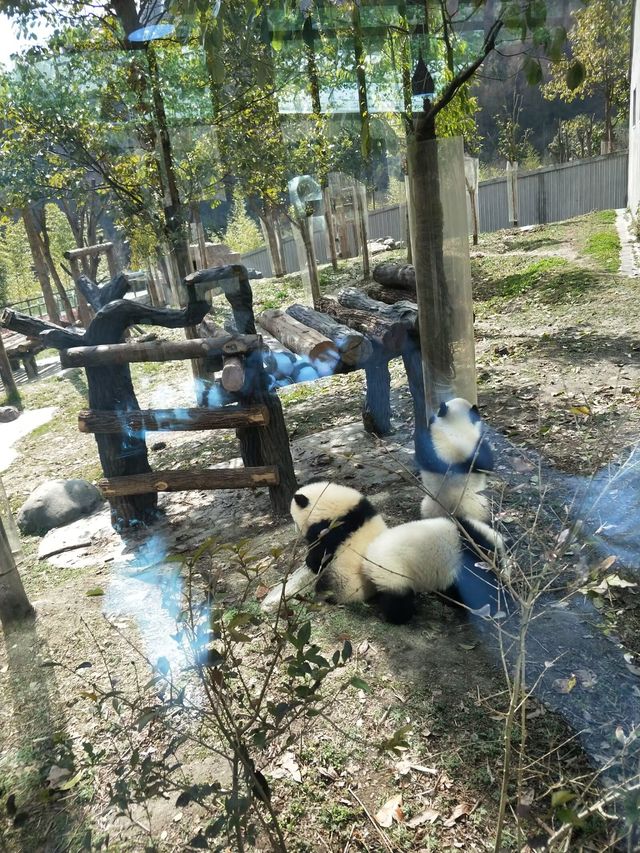 想要親眼見證熊貓，就去大熊貓的快樂故鄉吧！