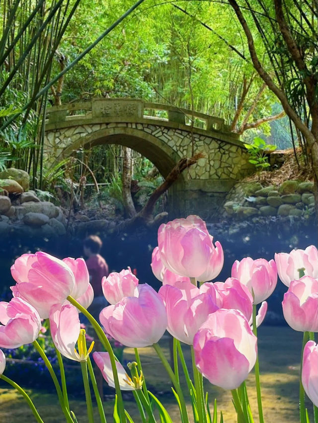 深圳版莫奈花園 | 仙湖植物園
