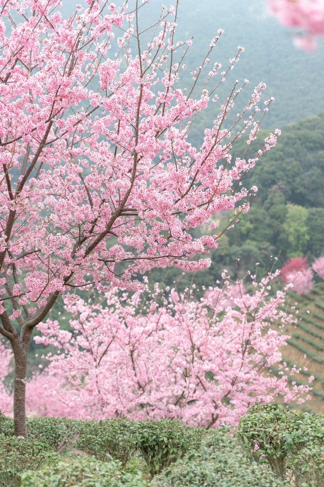 潮汕周邊二三月櫻花||梅州陰那山靈光寺