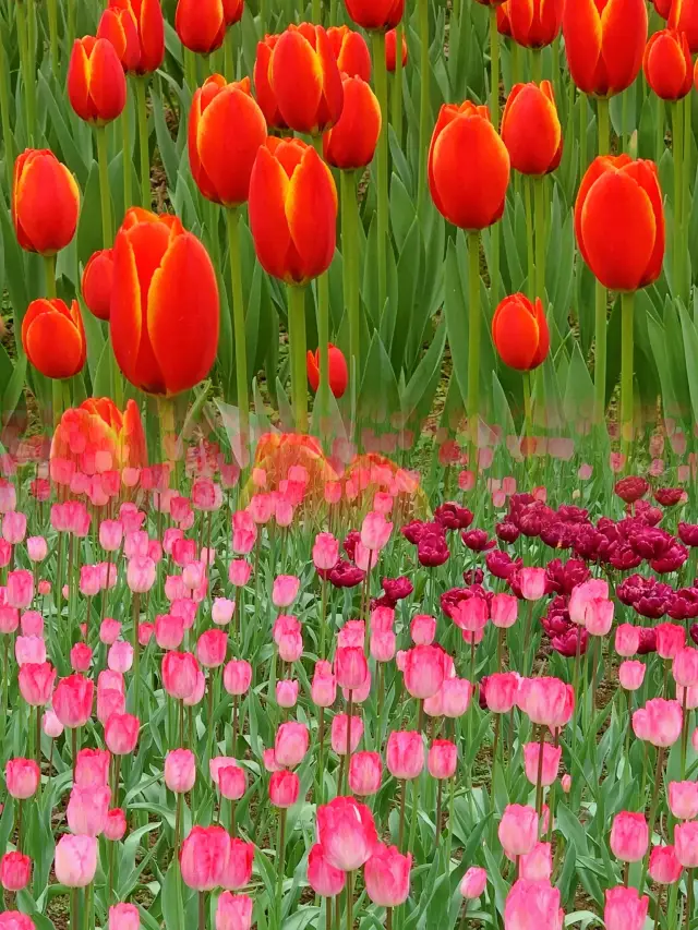 【Chongqing Zoo】Tulips are in full bloom! Taking you into a fairy tale world of spring