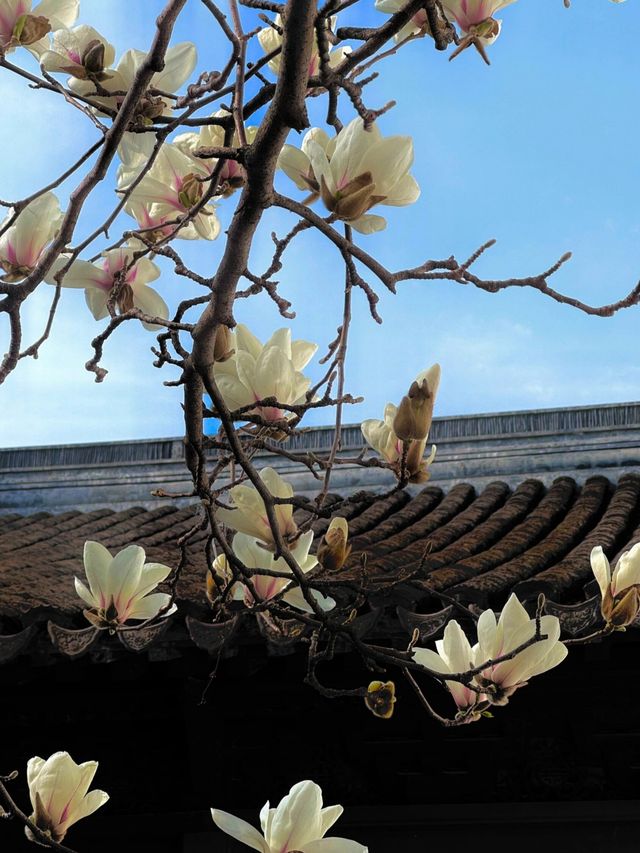 春訪蘇園，邂逅玉蘭花