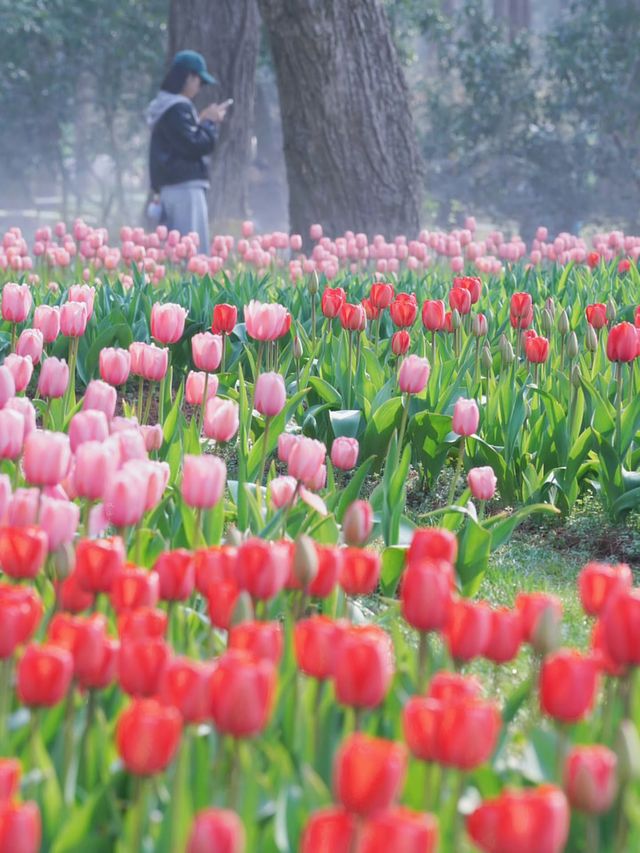 花筑奢·南京｜來中山植物園體驗春日瑰麗的花海之旅