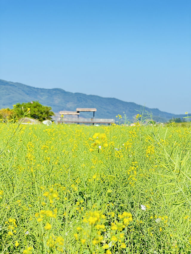 廣州｜稻田公園，油菜花拍照好去處！