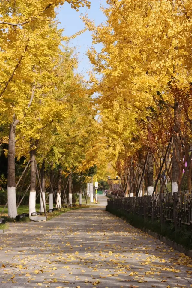 Life advice: You must watch a ginkgo rain when you come to Hangzhou in autumn