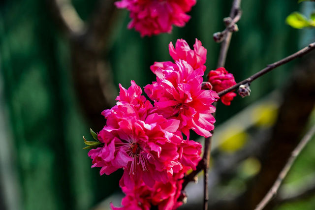 陽春三月，踏青賞花好時節