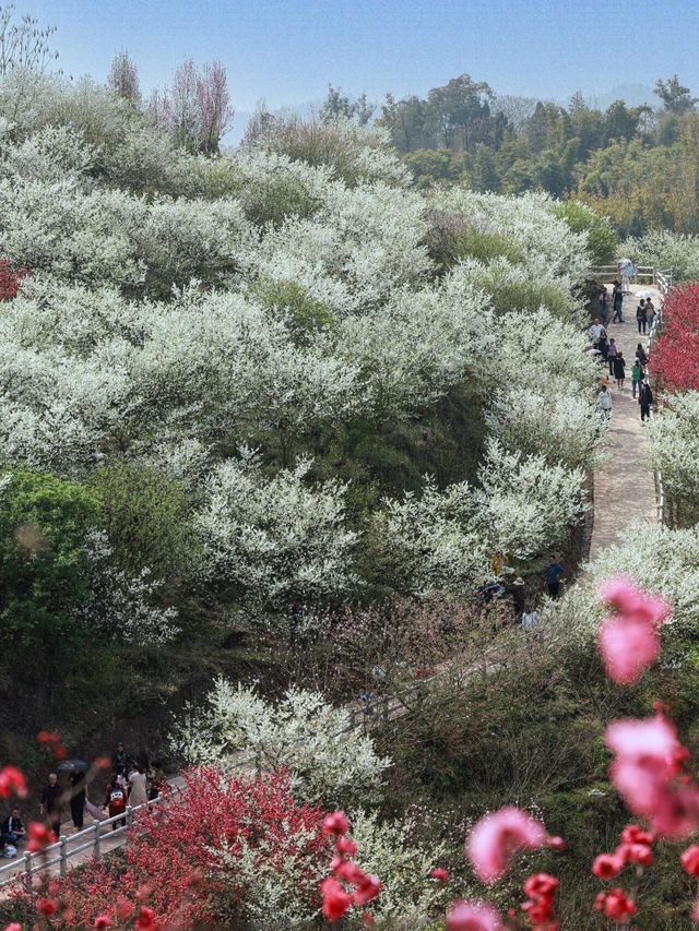 滿山都是桃花梨花開，成都出發2小時到無邊花海