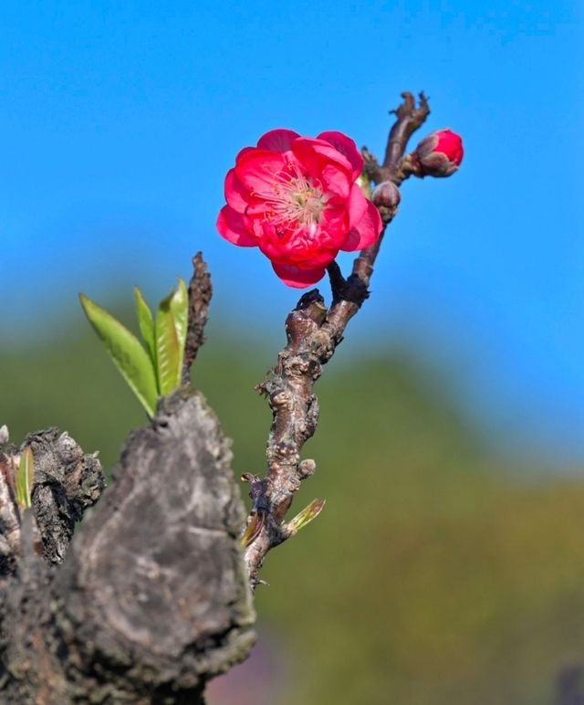 春日盛宴：佛山南國桃花谷與你相約在春天