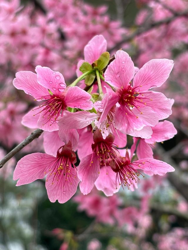 被99%廈門人忽略的櫻花園！（3月23日實況）