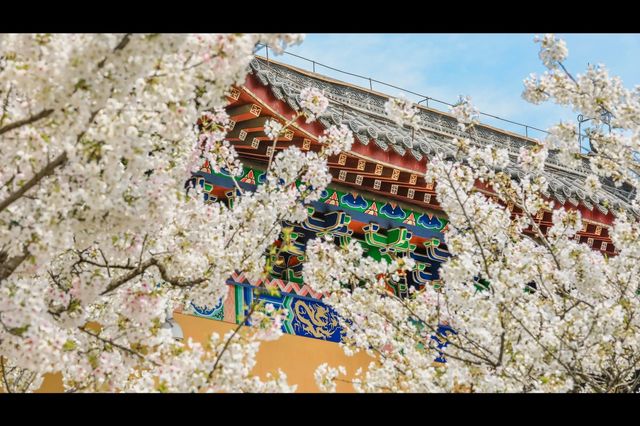 武漢嘴真嚴，這麼美的櫻花古寺不宣傳