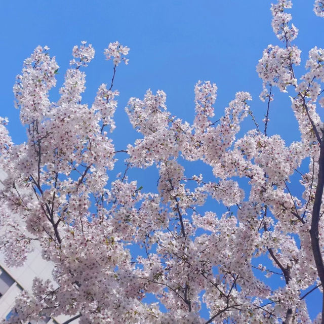 Jiedakou Cherry Blossom 🌸🌸 🌸🌸