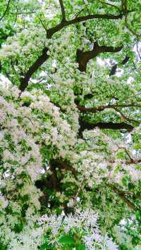 四至五月，來淄博體驗流蘇樹下的白色浪漫