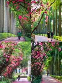 深圳拍照打卡地之最美花街｜華僑城香山中街