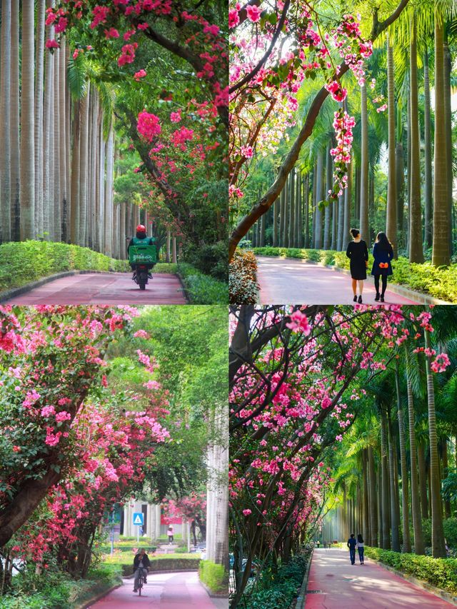 深圳拍照打卡地之最美花街｜華僑城香山中街