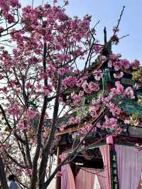 廣州寶藏南粤苑也有櫻花盛開