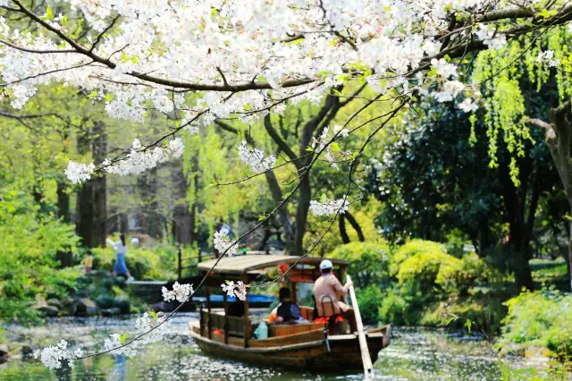 Experience the beauty of cherry blossoms at Quyuan Fenghe by West Lake