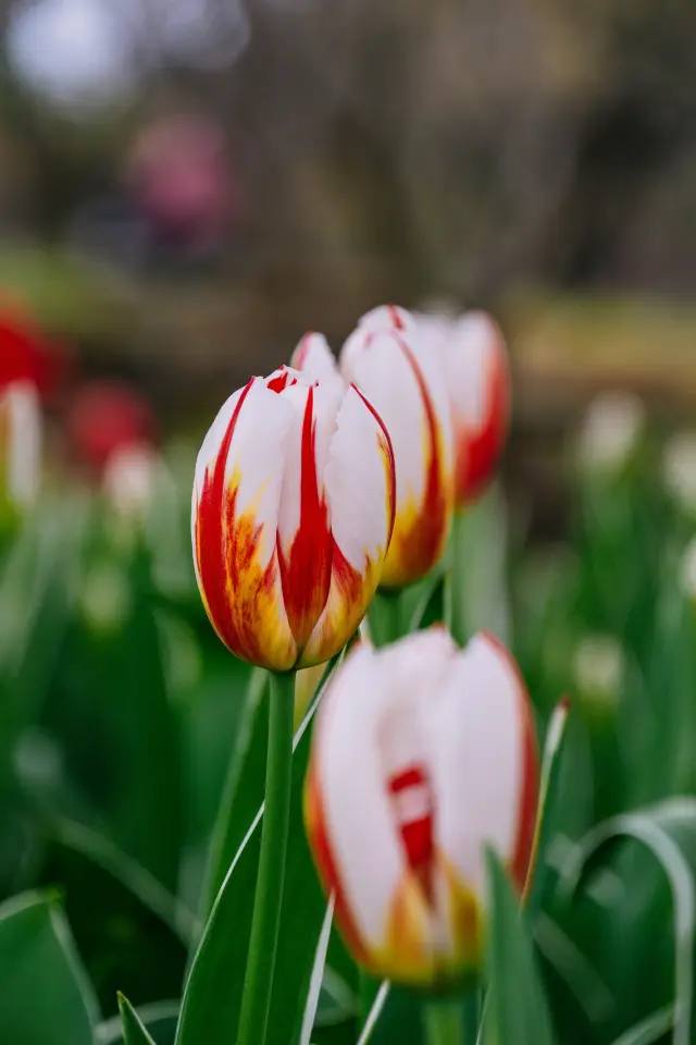 The tulips in Mei Garden are in full bloom