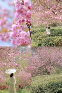 不是雲南！就在武漢！4月絕美山谷茶園晚櫻